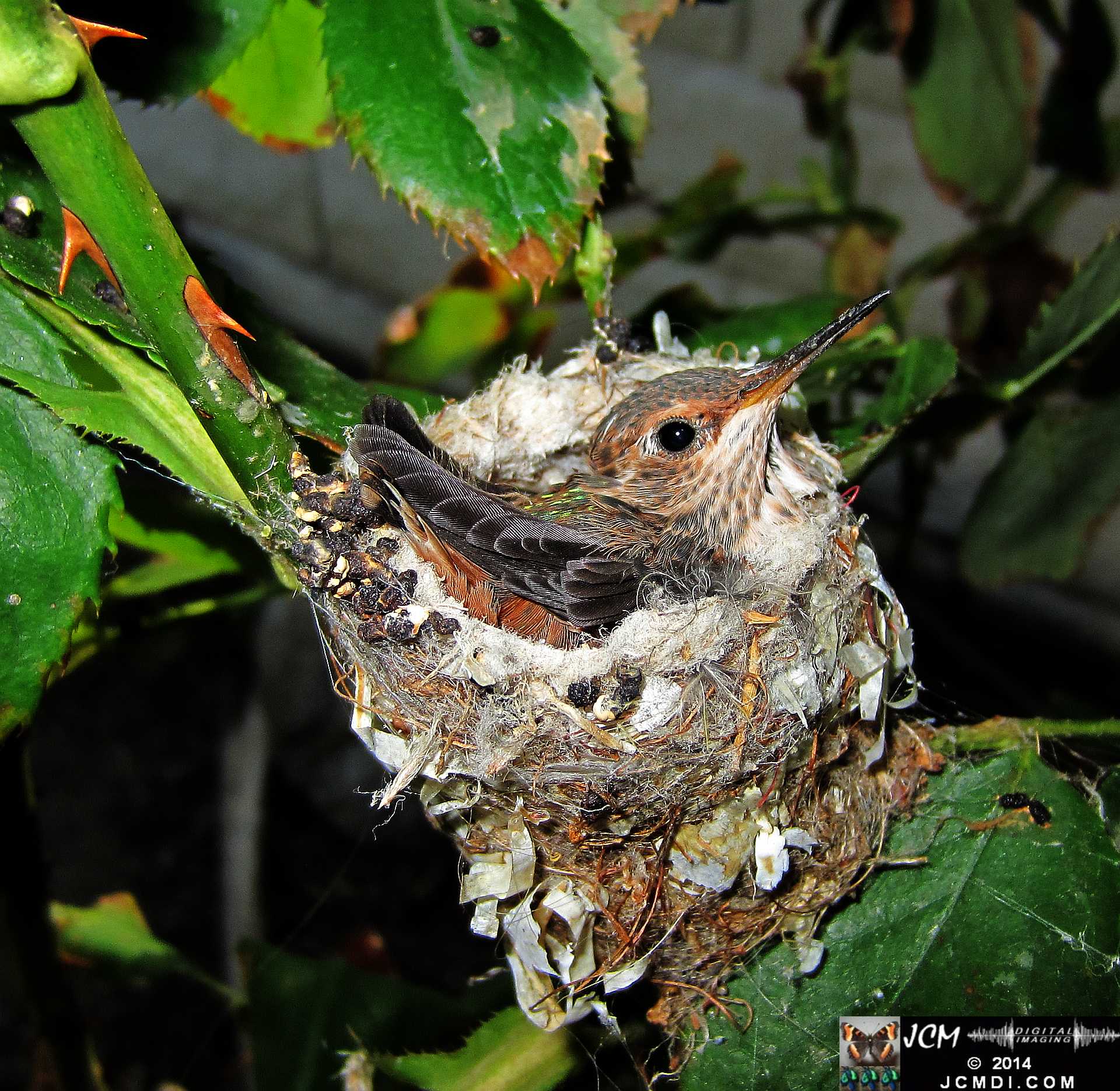 Allens Hummingbird chick and nest image 3-27-2014